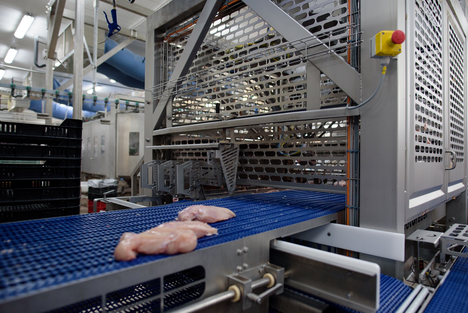 Taravis 047 Fresh Chicken Fillets On Its Way To The Robotgrader (PR Shot)