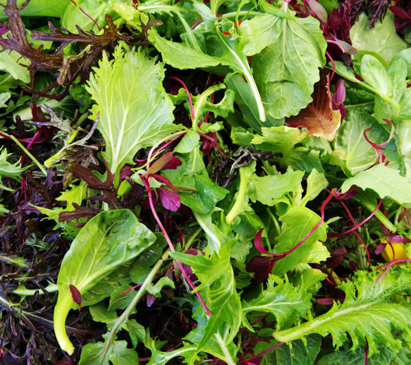 Salad