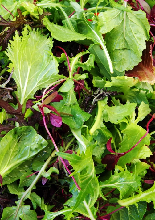 Salad