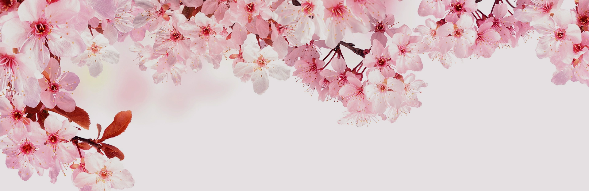 Footer Blossom
