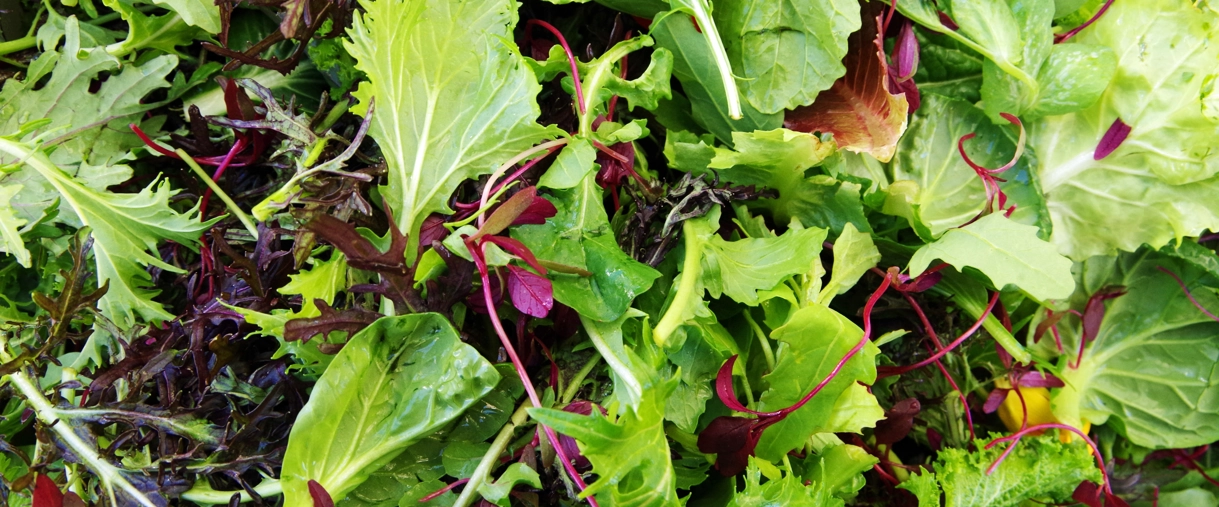 Salad main image