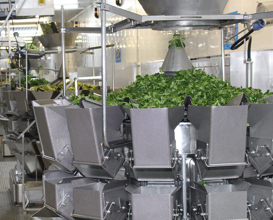 Primaflor Salad CCW's On Gantry (PR Shot)