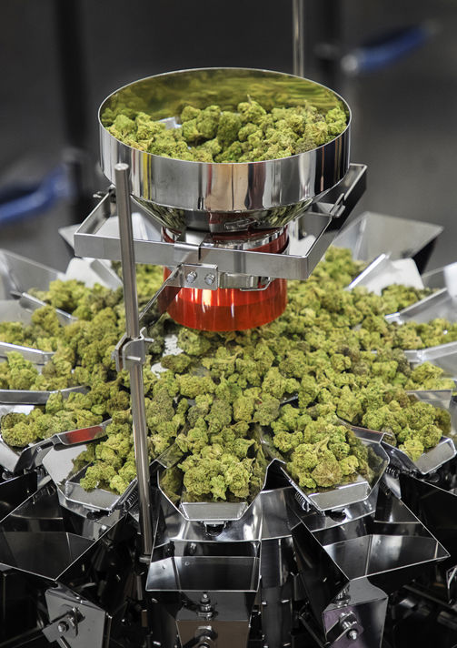 Multihead weighers for cannabis